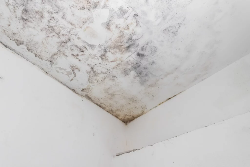 mold growth with no proper roof ventilation